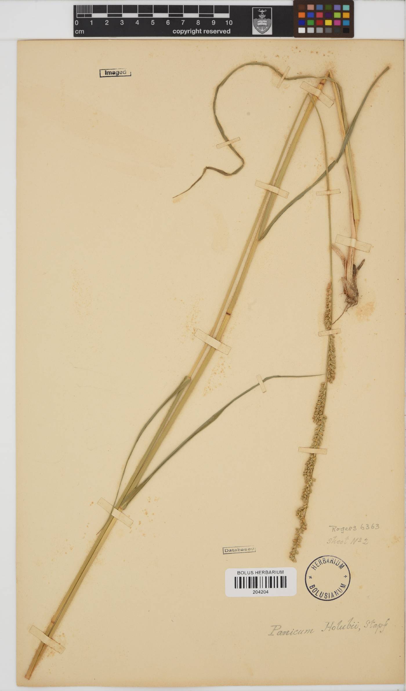Echinochloa image