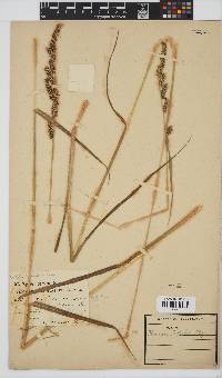 Echinochloa holubii image