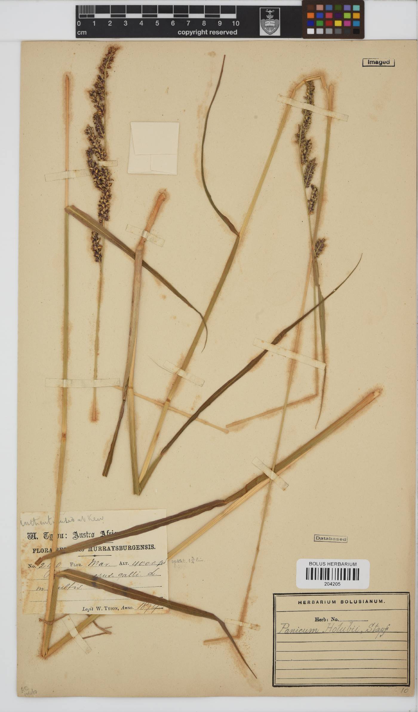 Echinochloa holubii image