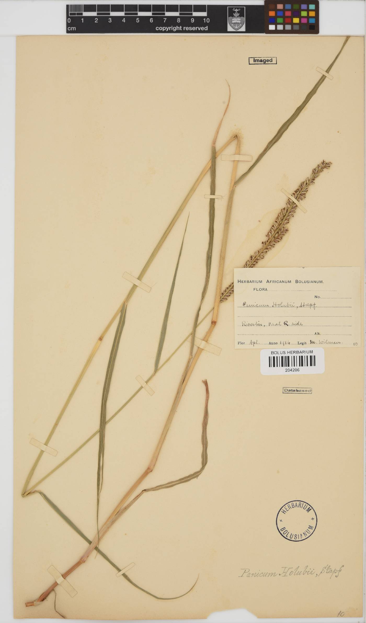 Echinochloa holubii image