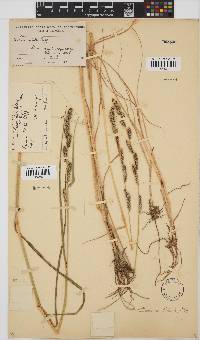 Echinochloa holubii image