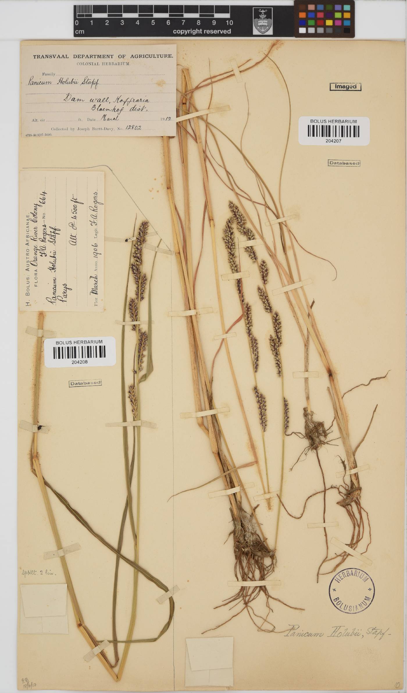 Echinochloa holubii image