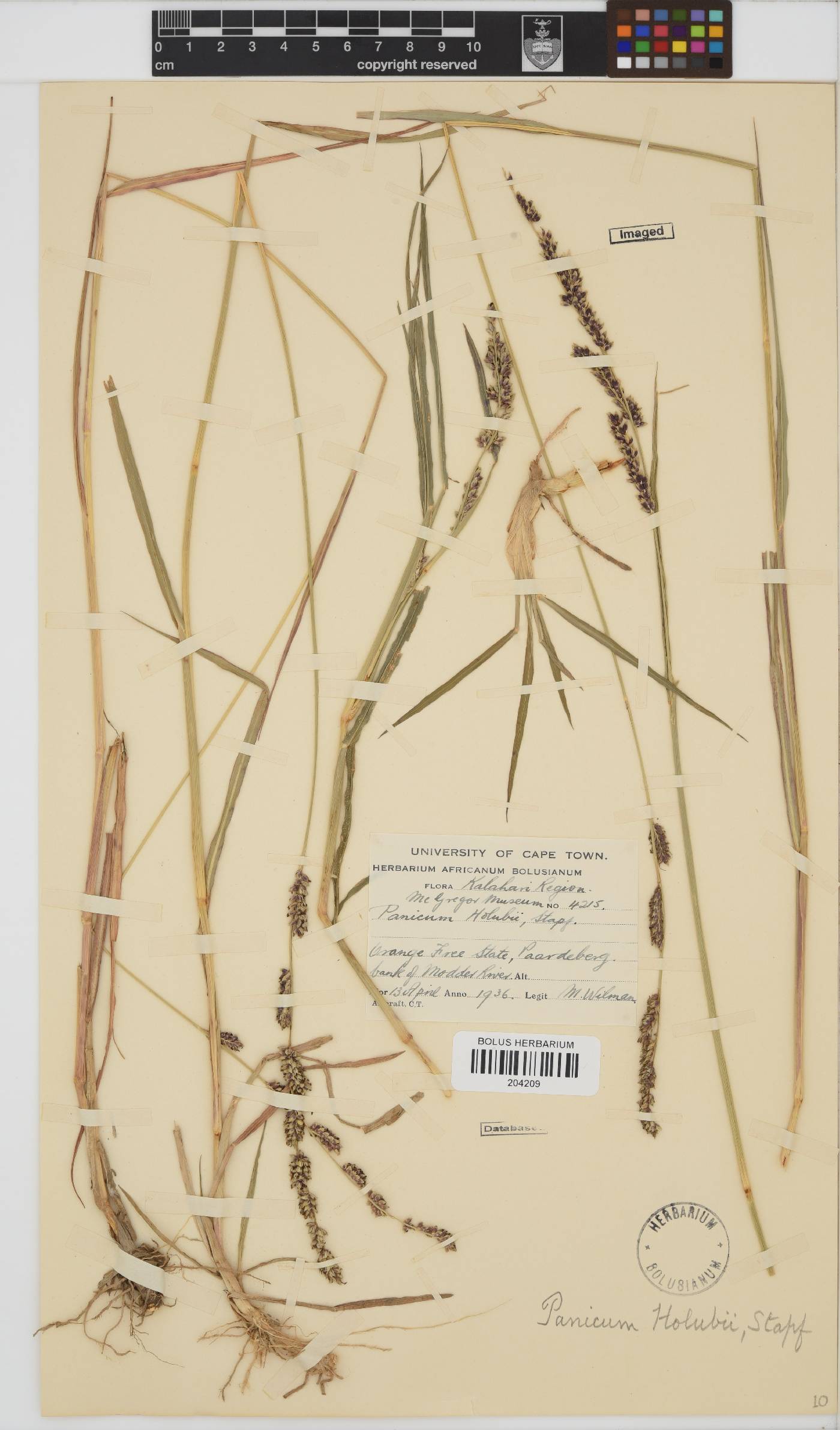 Echinochloa holubii image