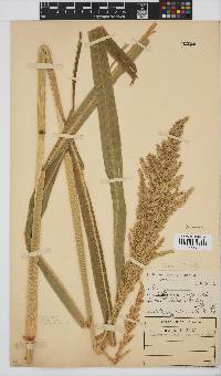 Echinochloa crus-pavonis image