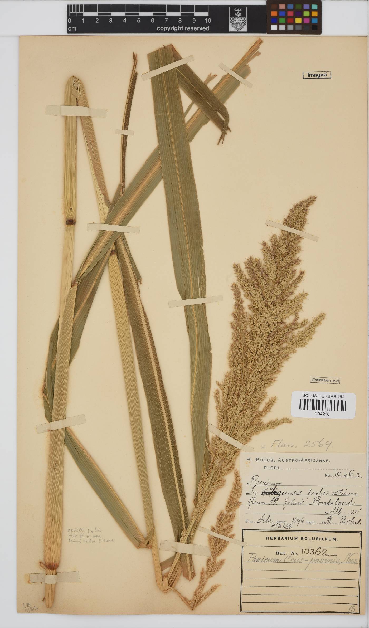 Echinochloa image