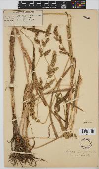 Echinochloa crus-pavonis image