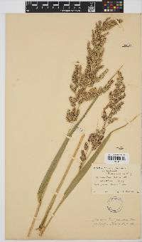 Echinochloa crus-pavonis image