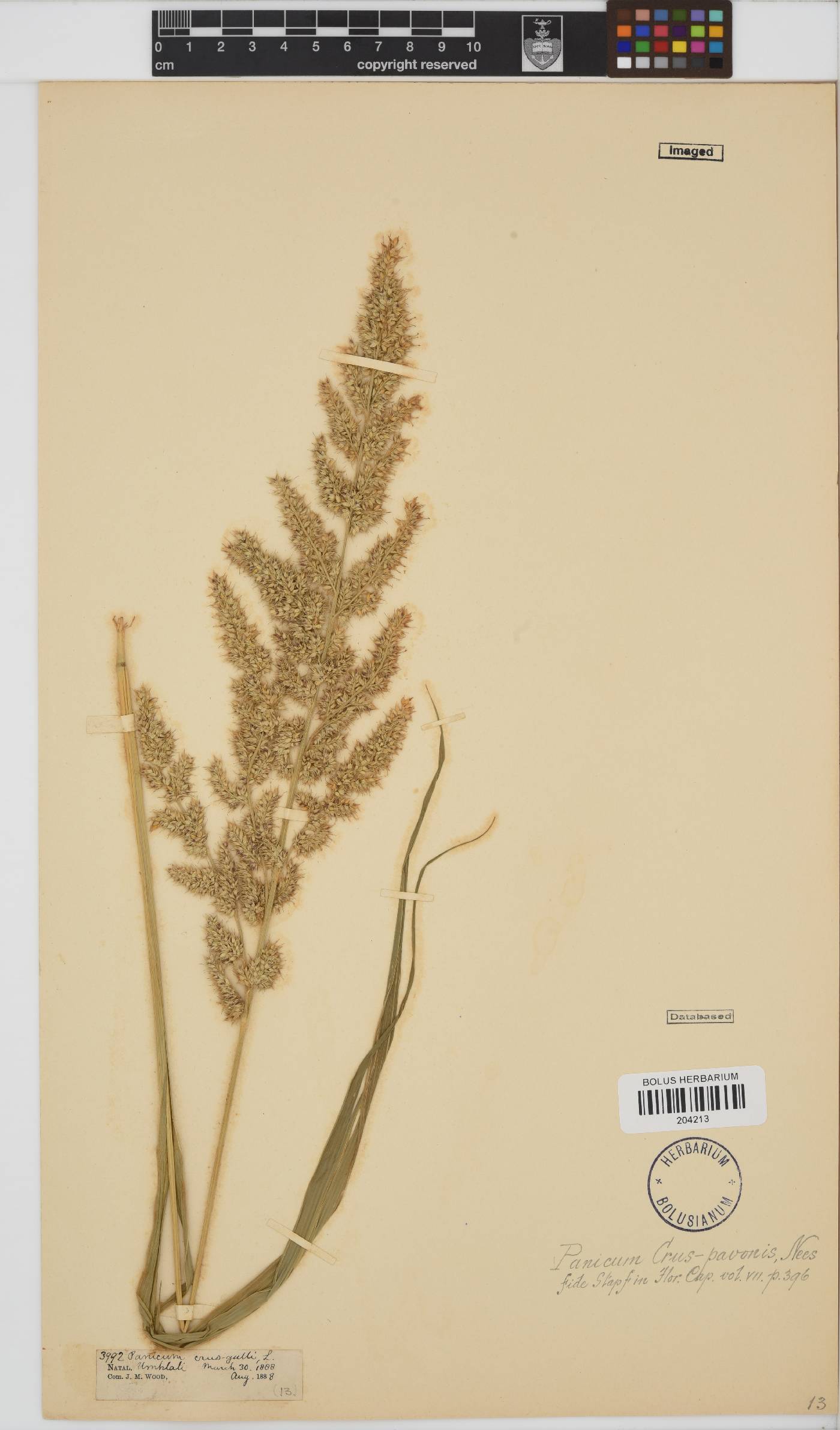 Echinochloa crus-pavonis image