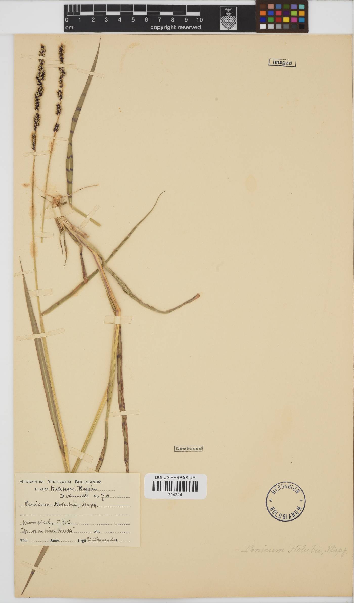 Echinochloa holubii image