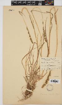 Echinochloa holubii image