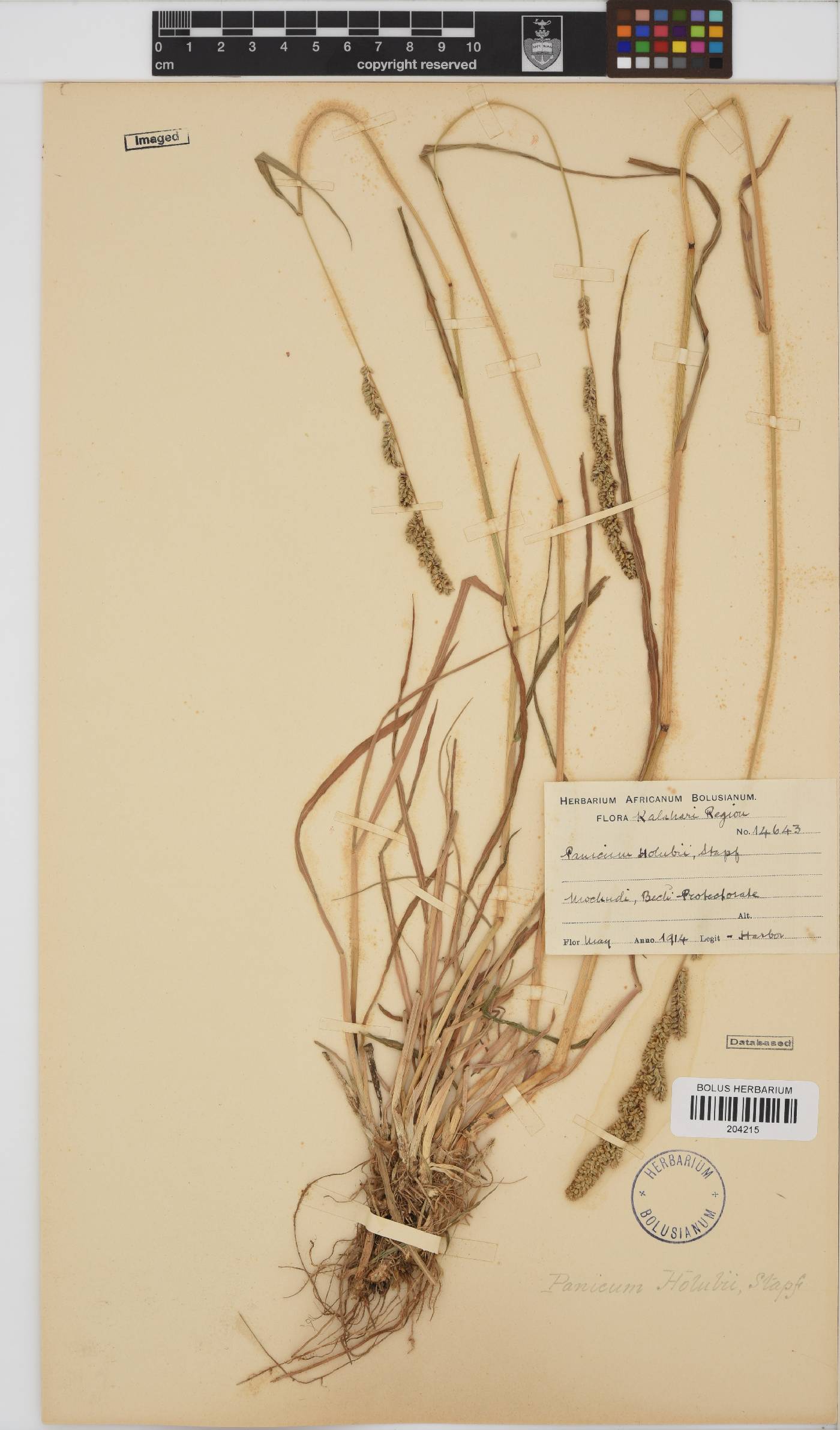 Echinochloa holubii image