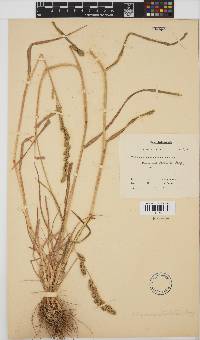 Echinochloa holubii image