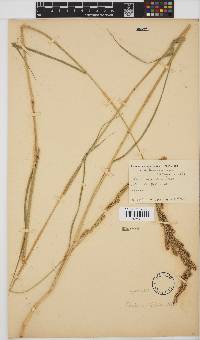 Echinochloa holubii image