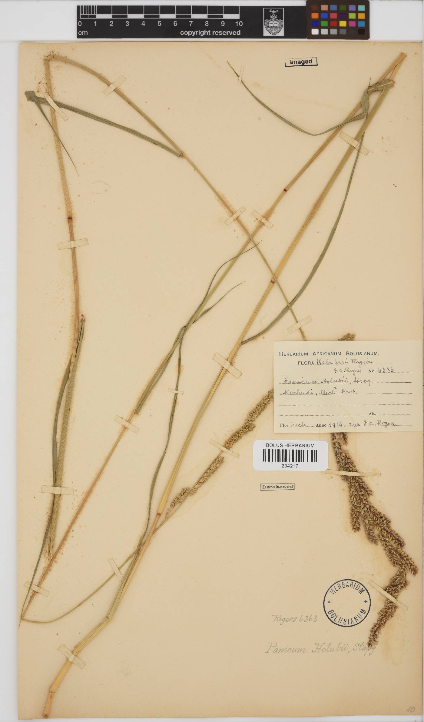 Echinochloa holubii image