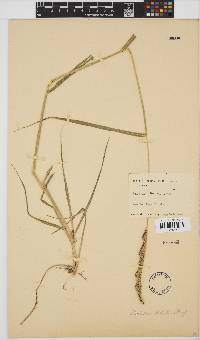 Echinochloa holubii image