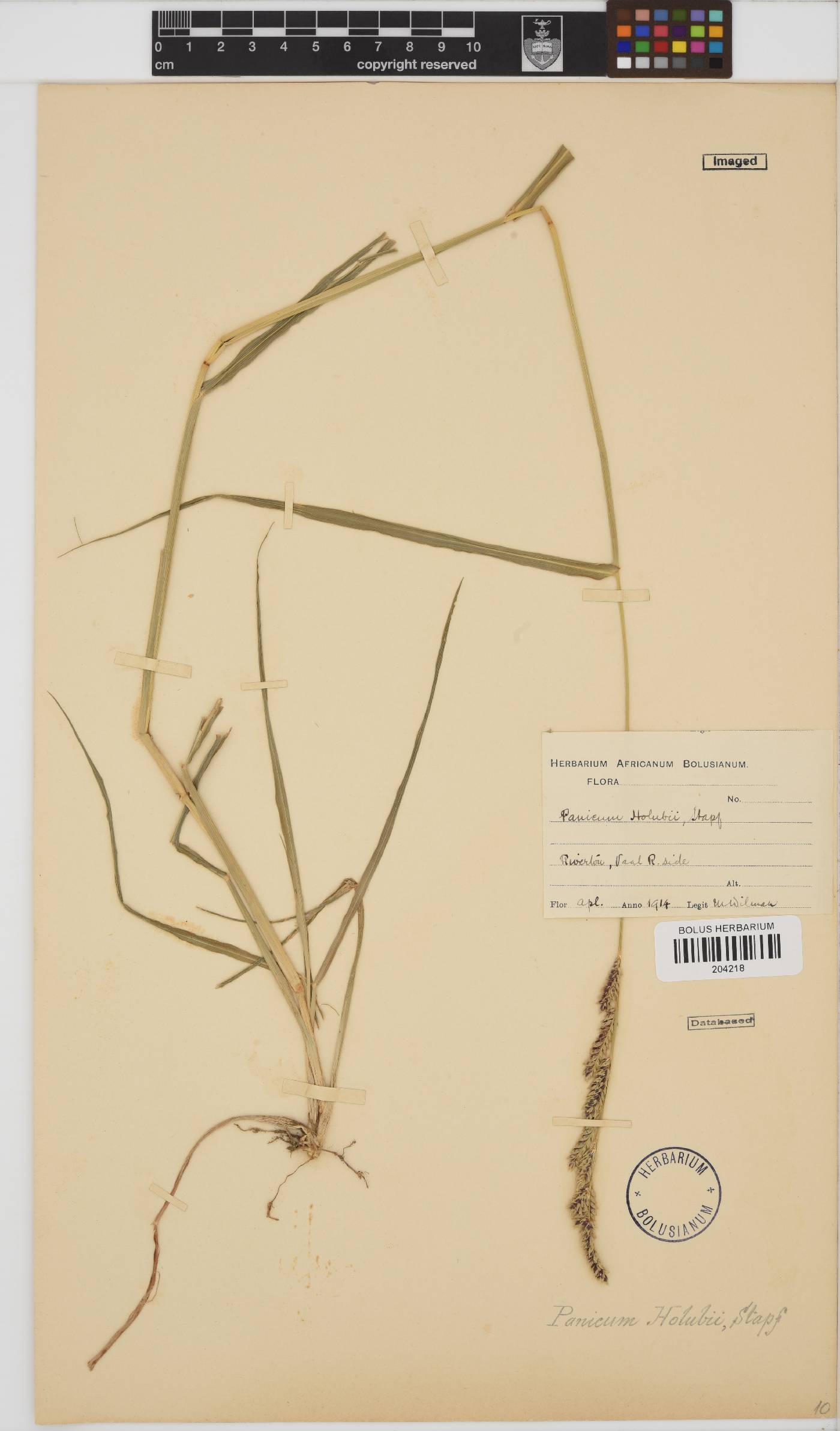 Echinochloa holubii image
