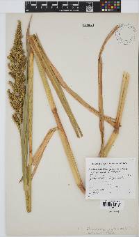 Echinochloa pyramidalis image