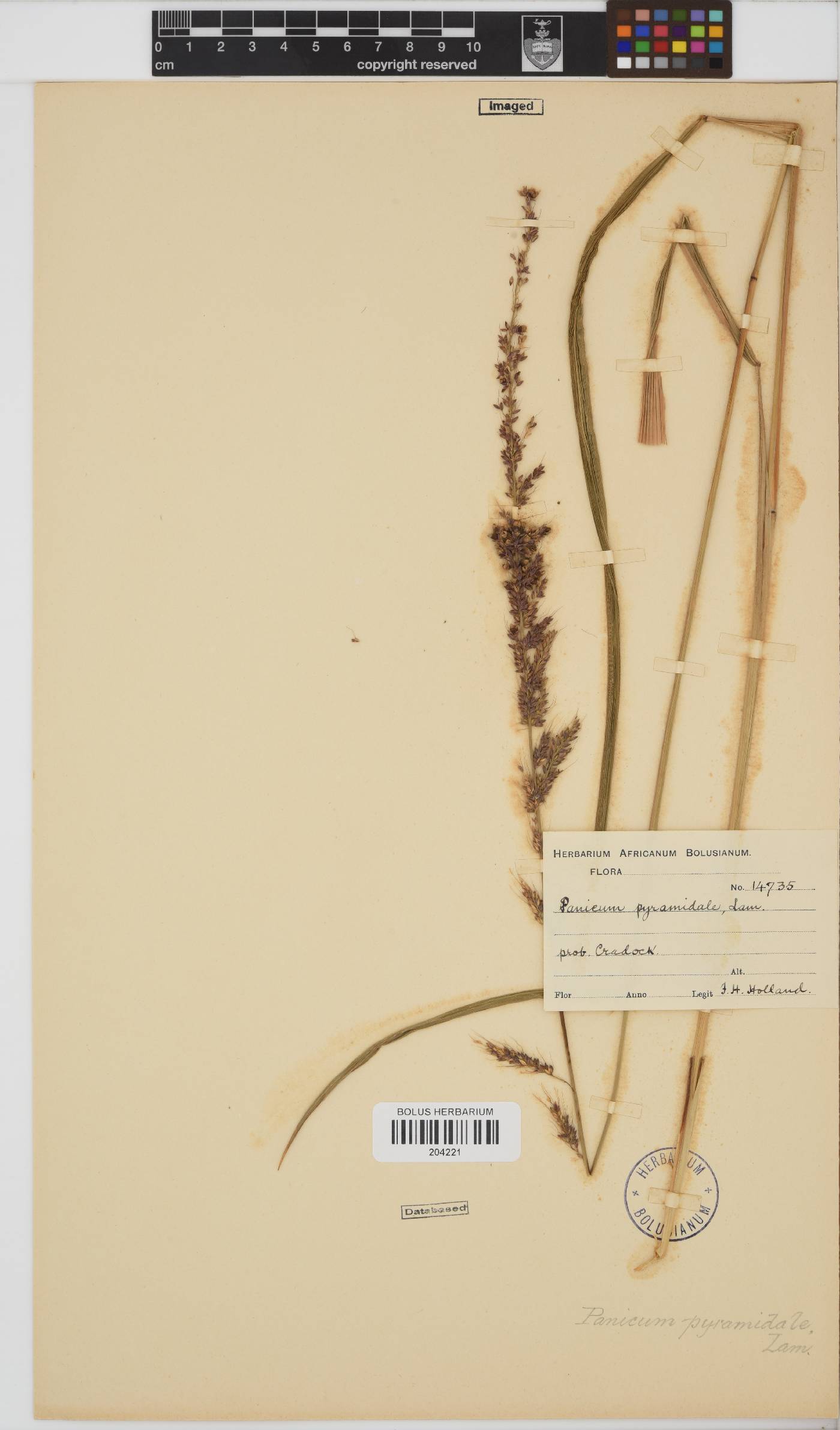 Echinochloa pyramidalis image