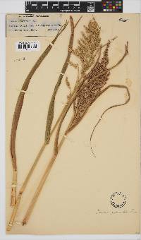 Echinochloa pyramidalis image