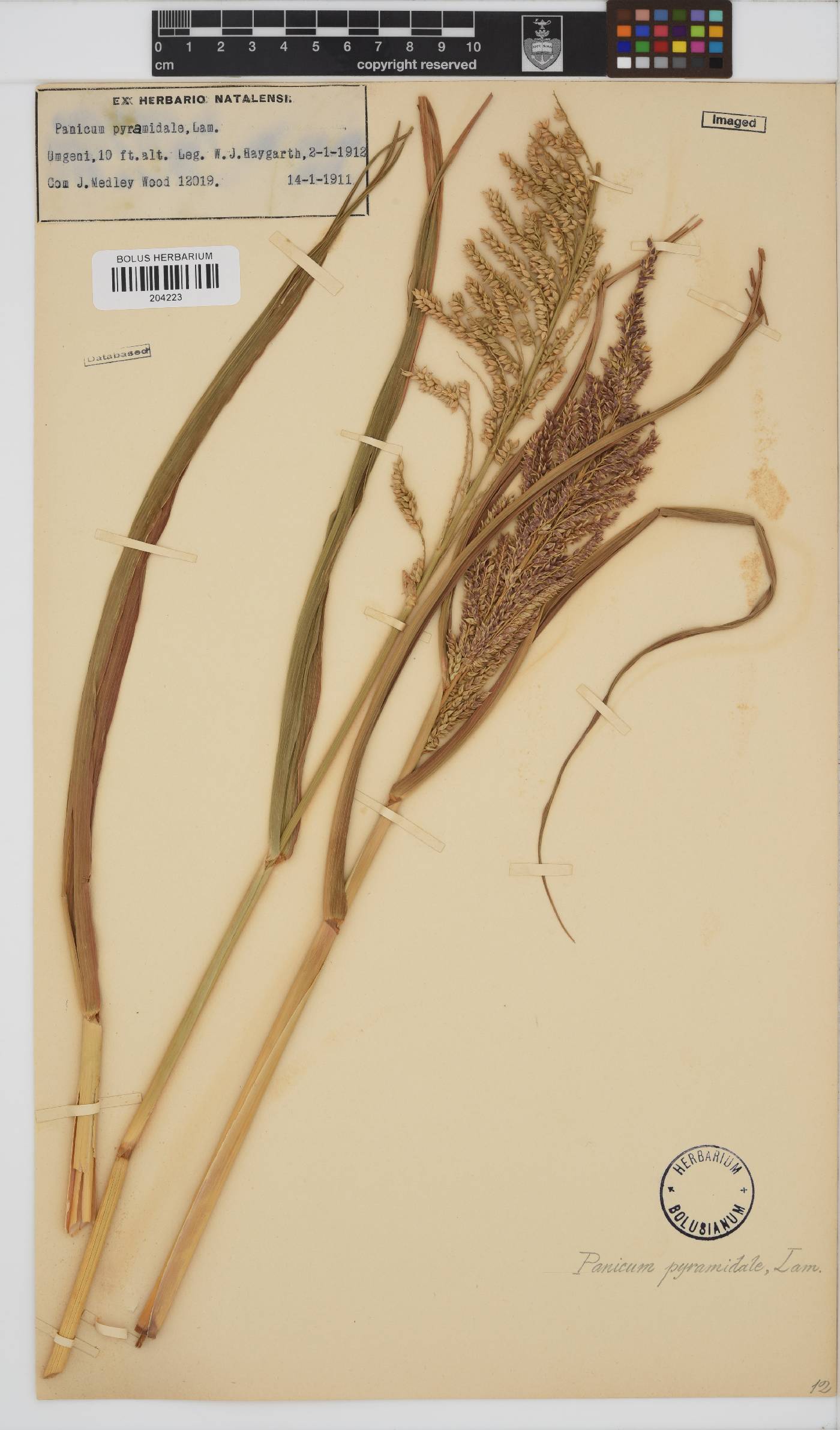 Echinochloa pyramidalis image