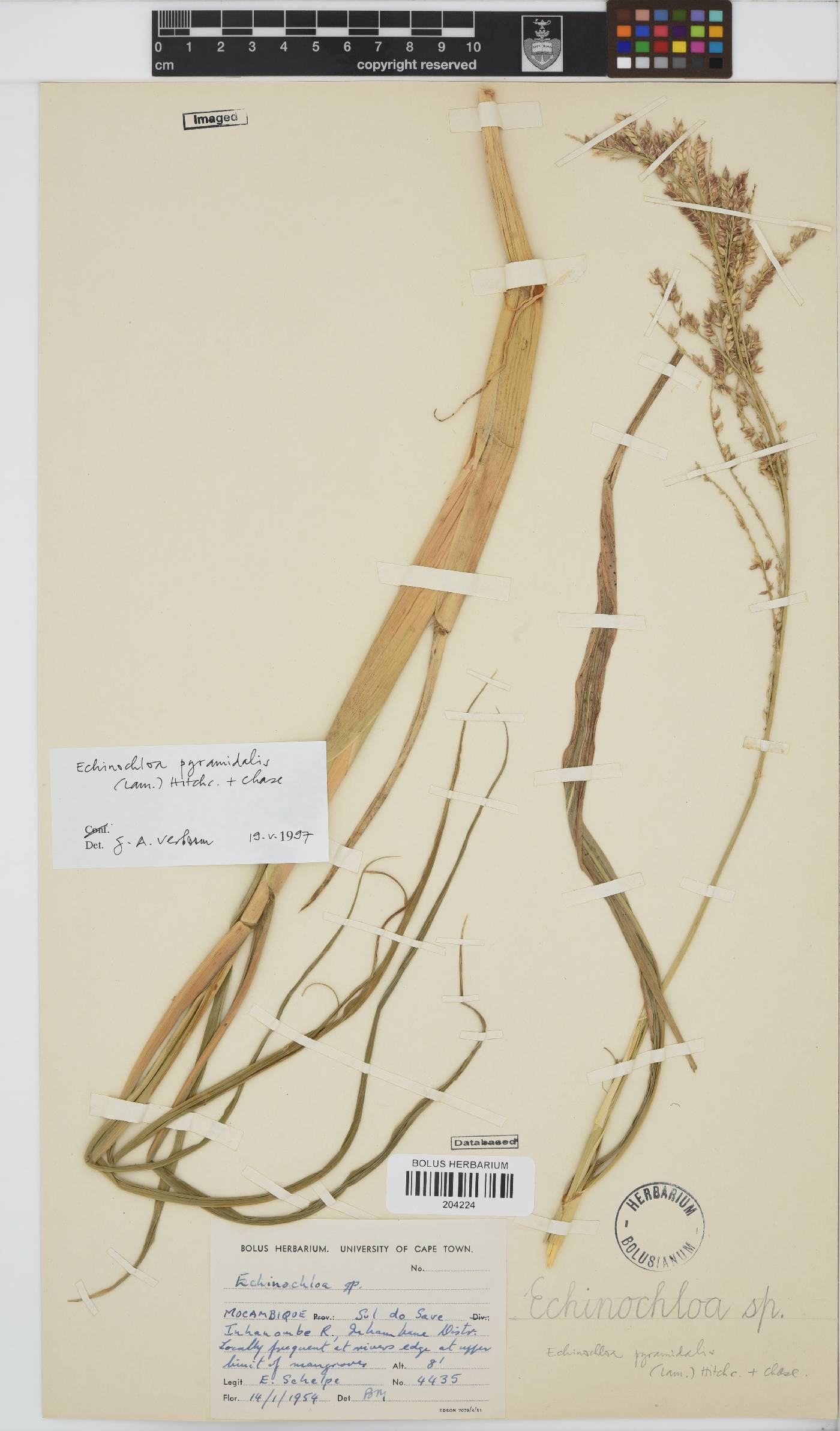 Echinochloa pyramidalis image