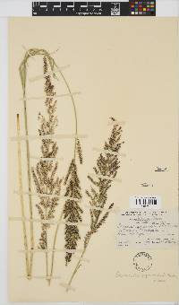 Echinochloa pyramidalis image