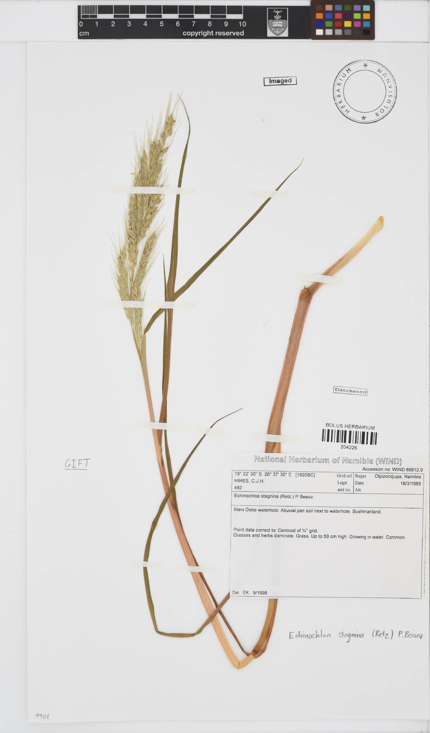 Echinochloa stagnina image