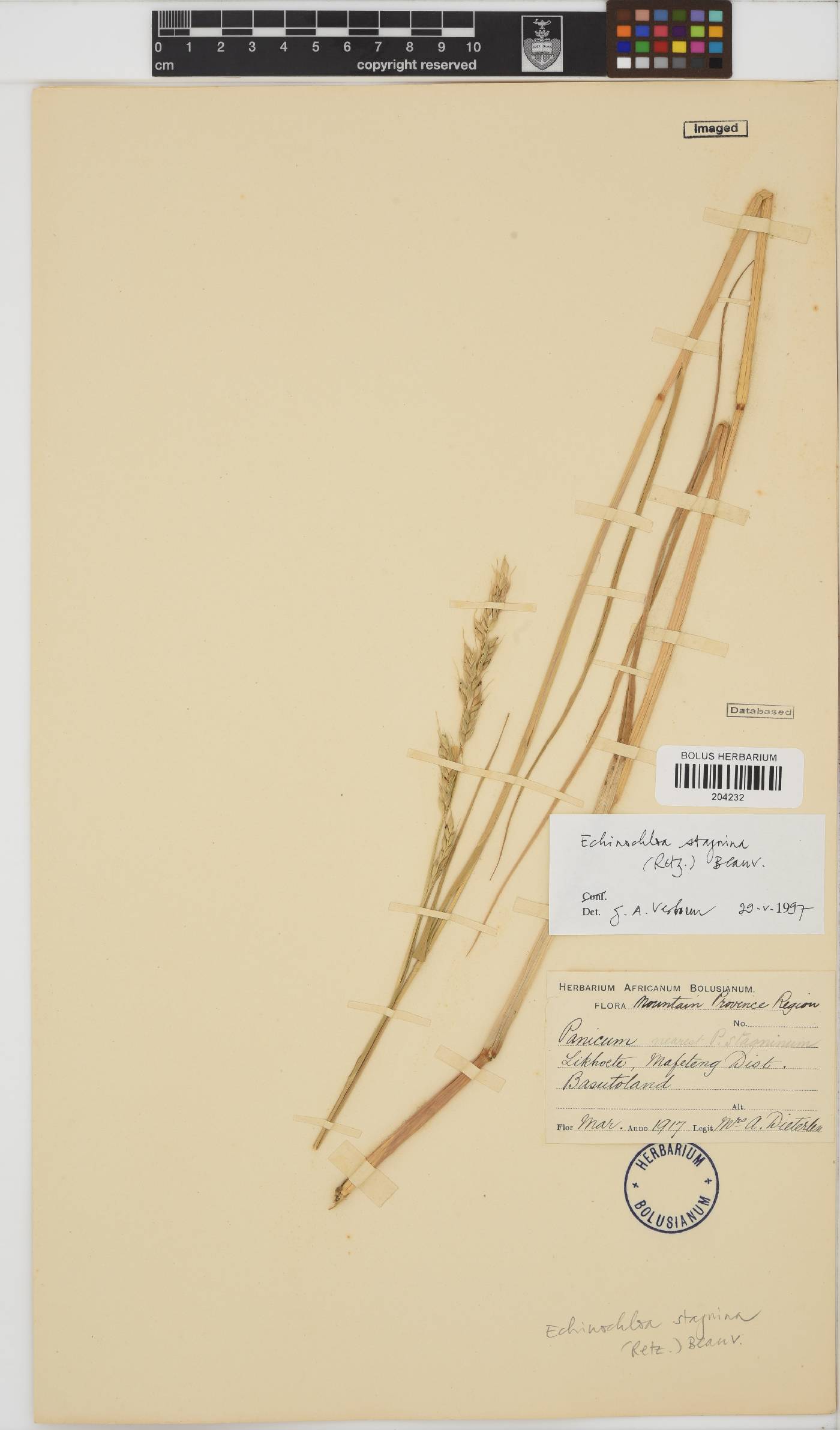 Echinochloa stagnina image