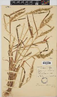 Echinochloa stagnina image