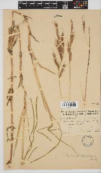 Echinochloa stagnina image