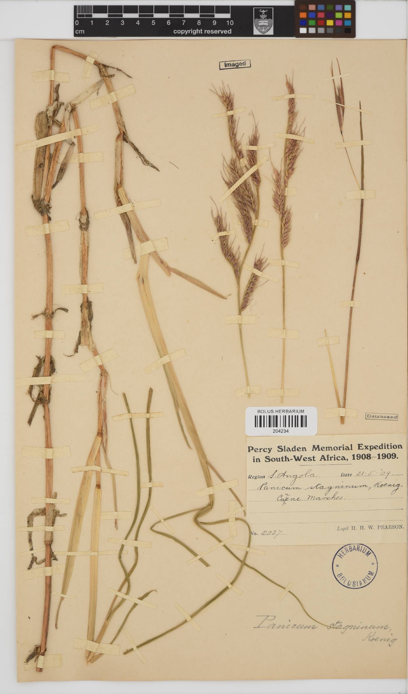 Echinochloa stagnina image