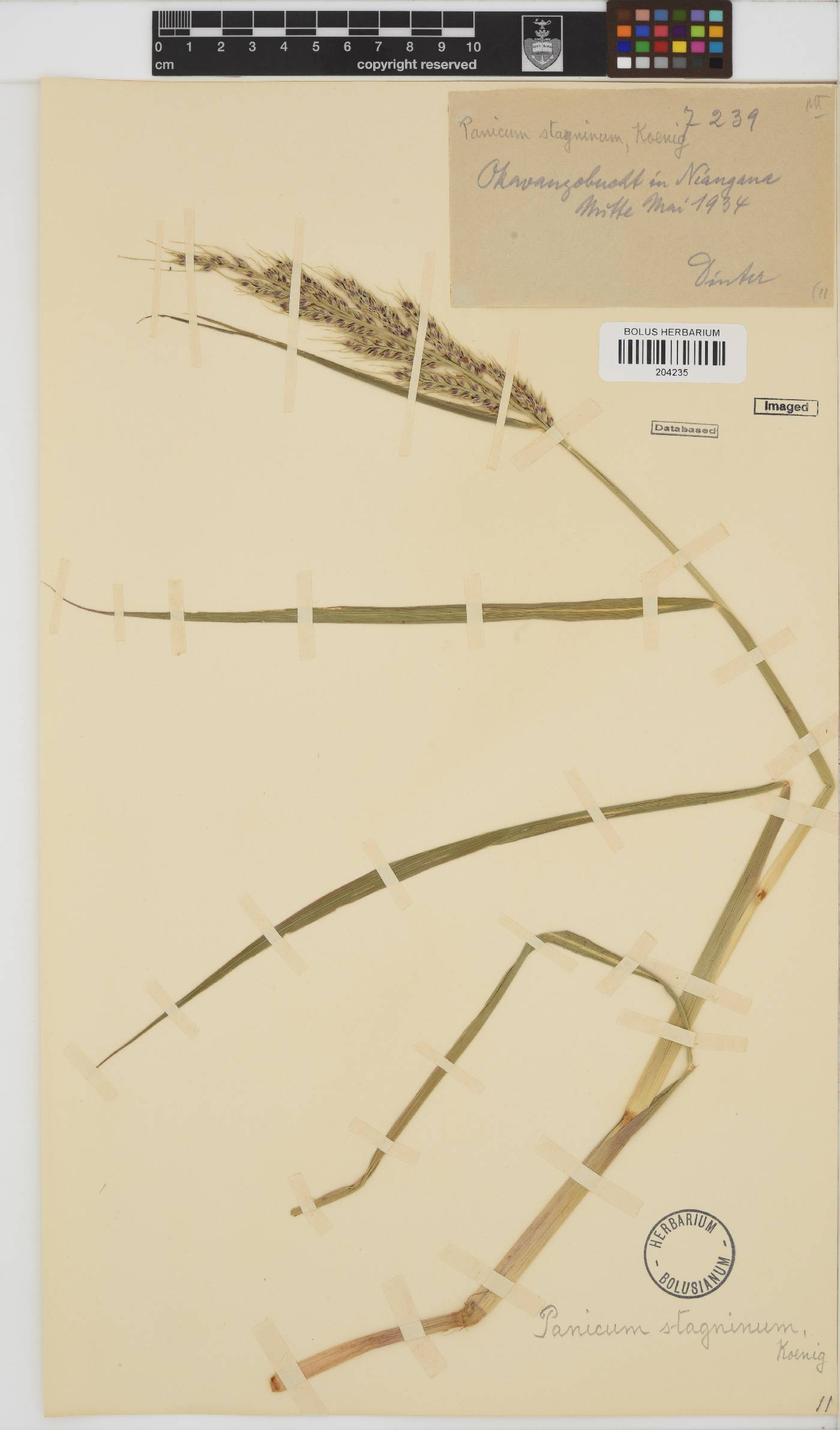 Echinochloa image
