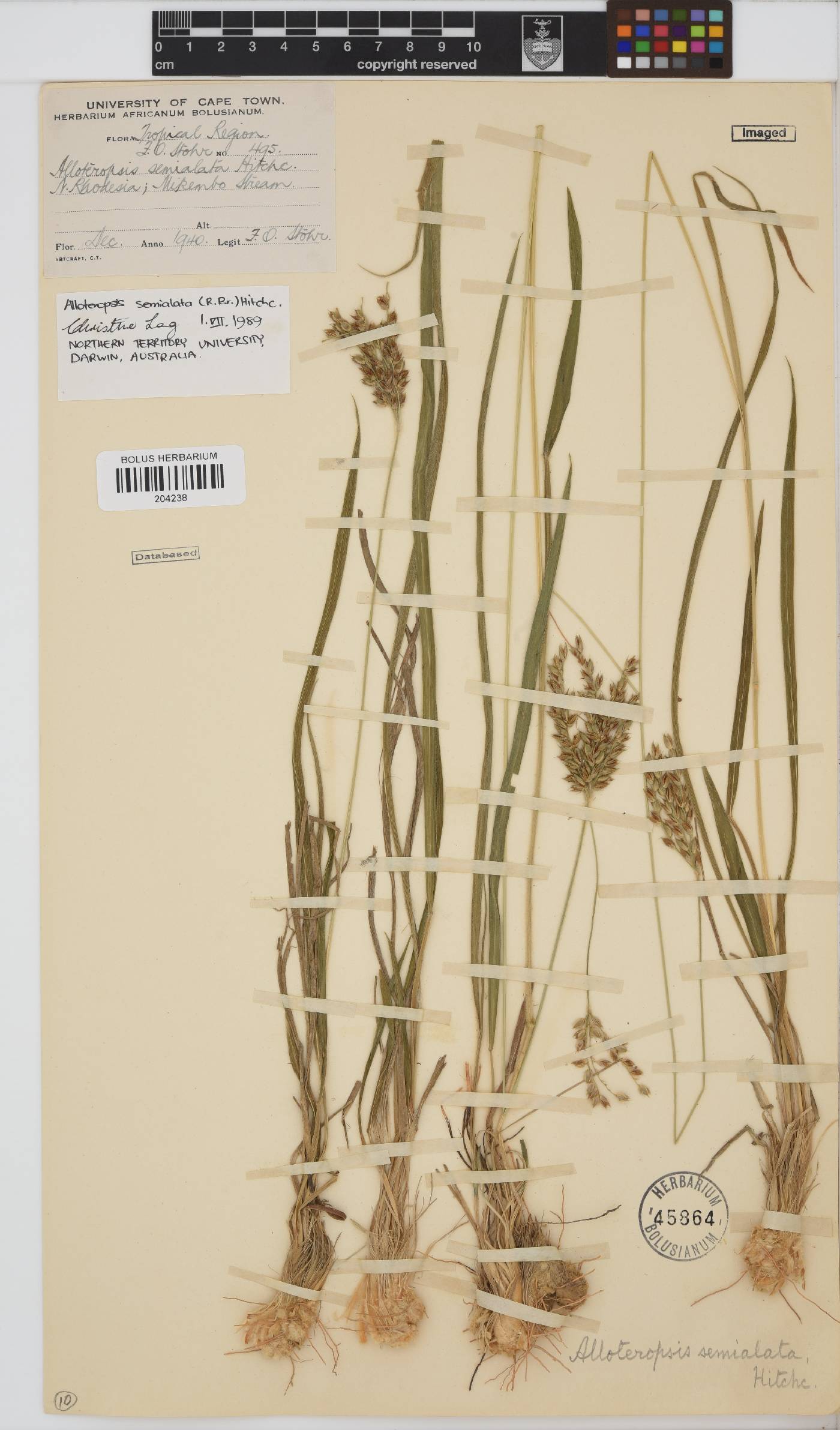 Alloteropsis semialata image