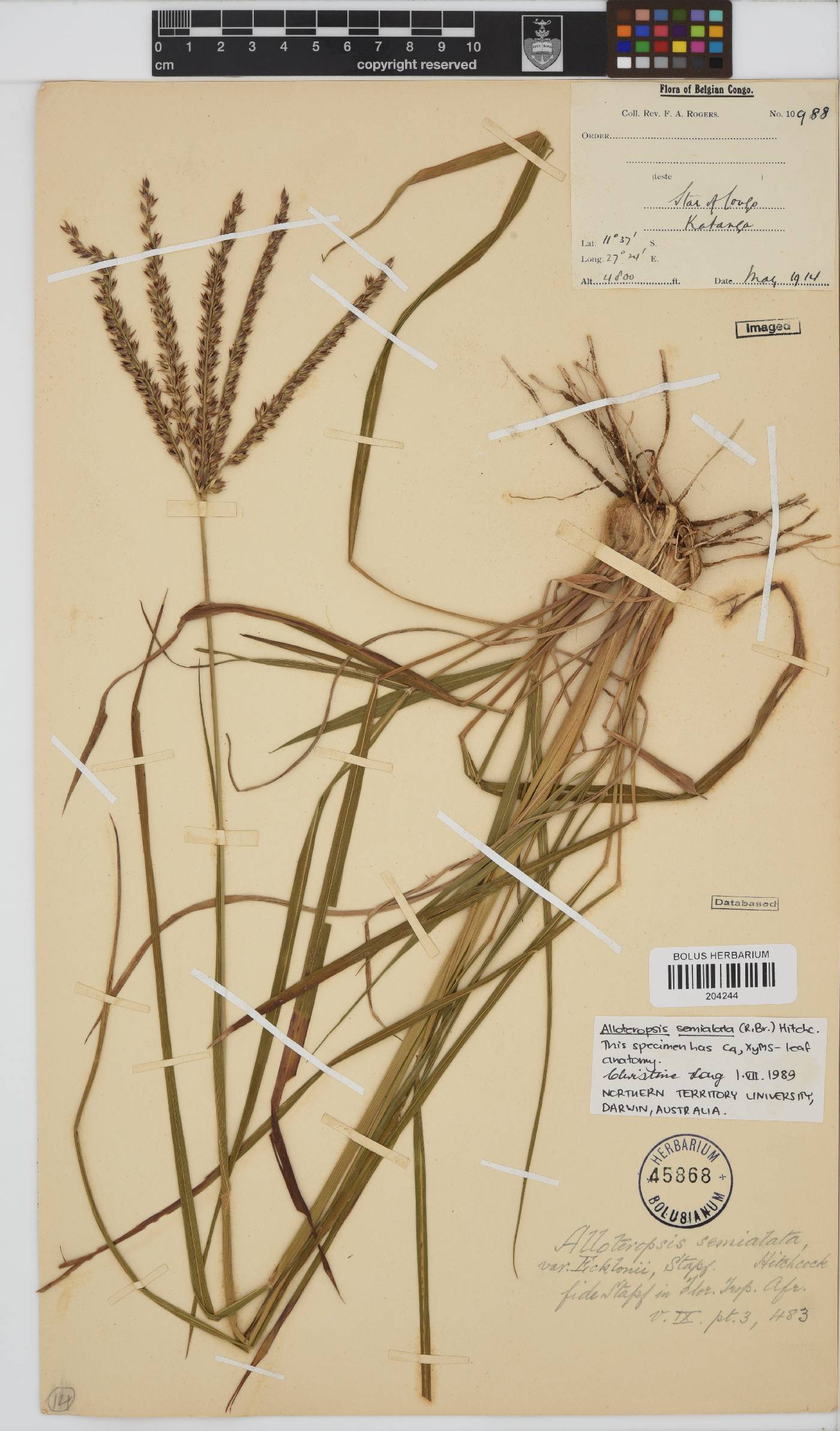 Alloteropsis semialata image