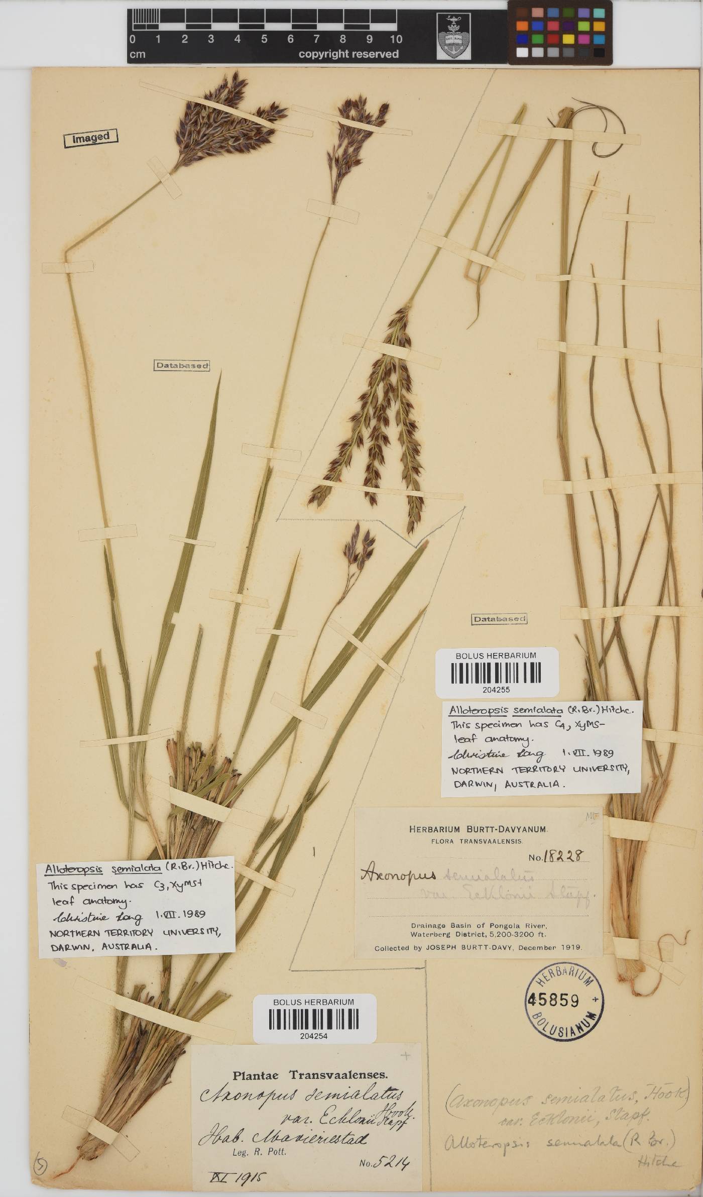 Alloteropsis semialata image