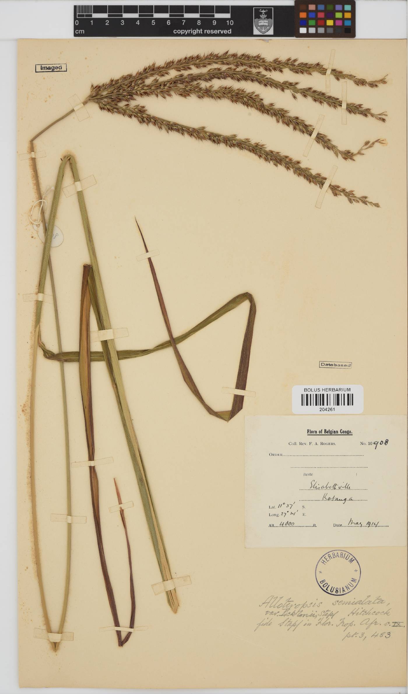 Alloteropsis image