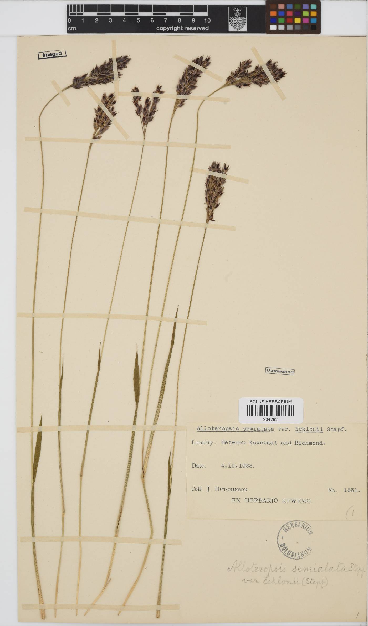 Alloteropsis semialata image