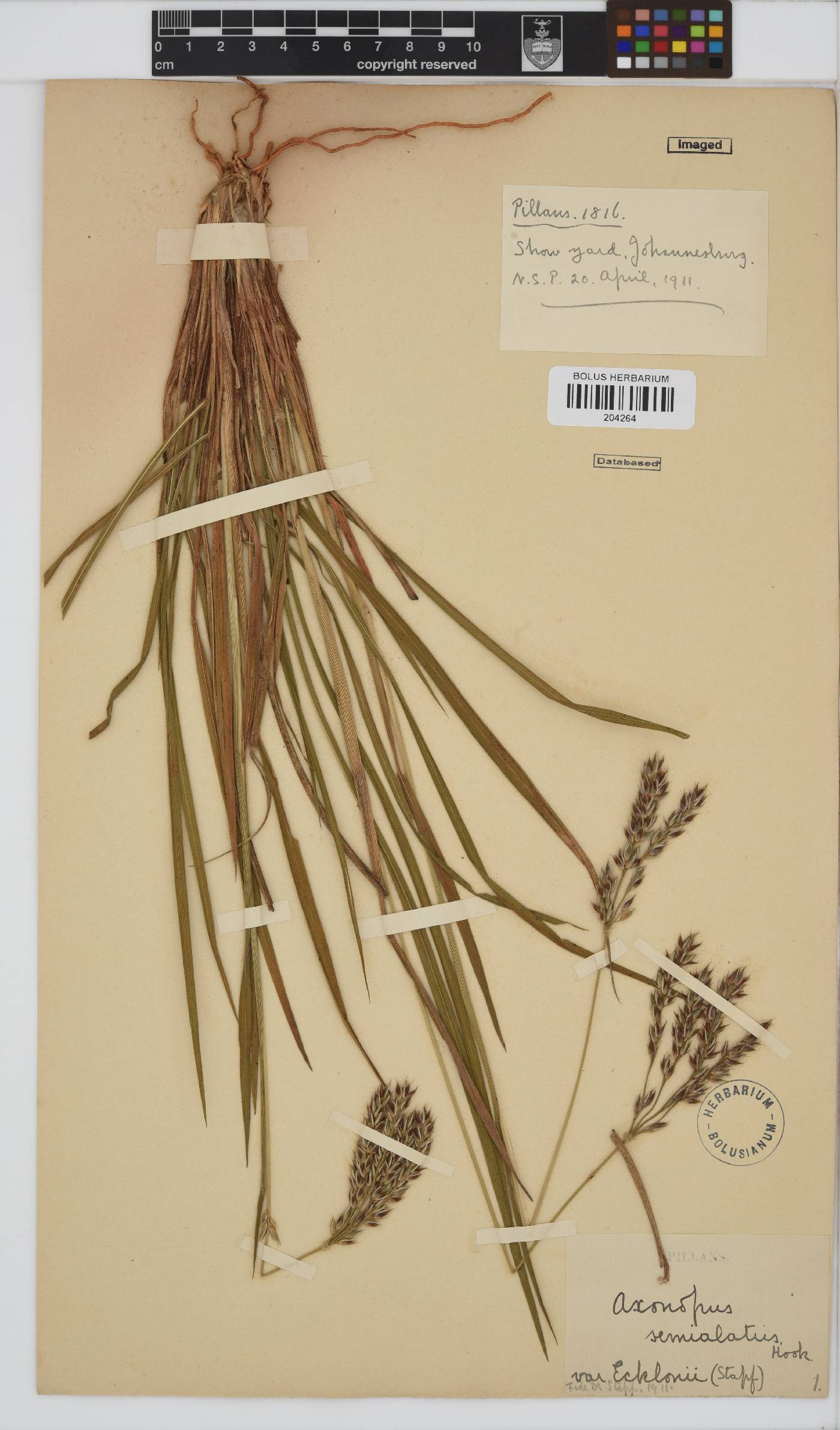 Alloteropsis semialata image