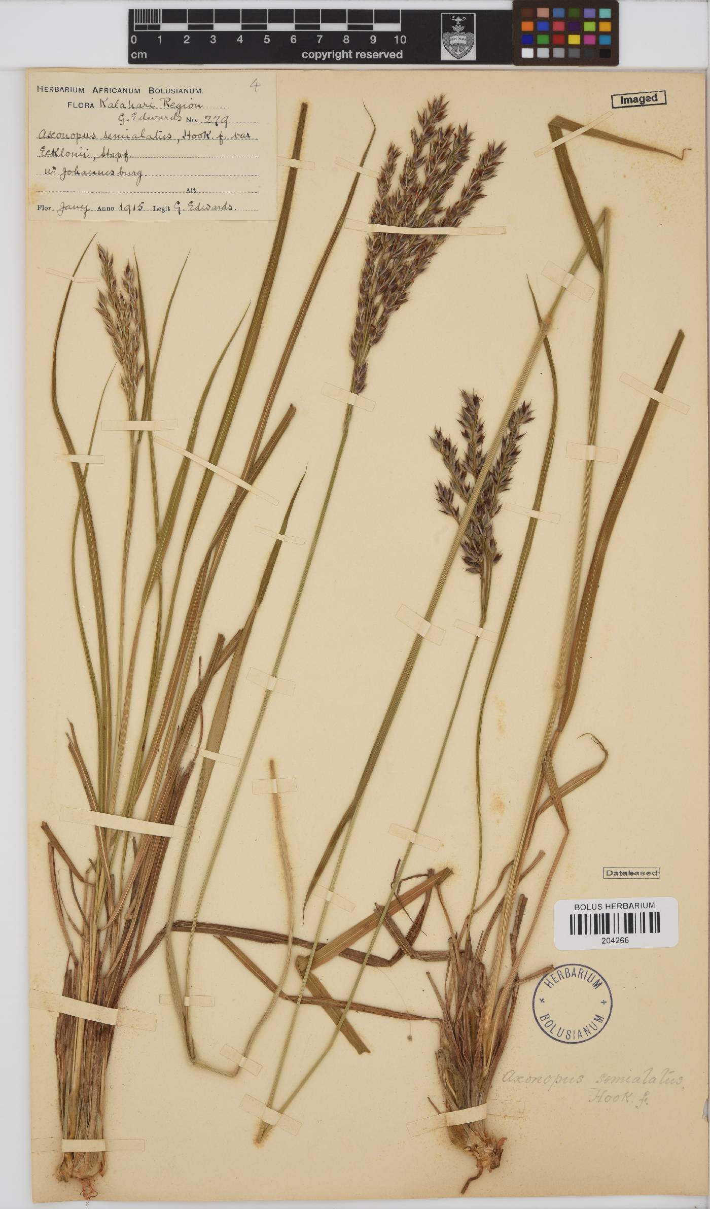 Alloteropsis semialata image