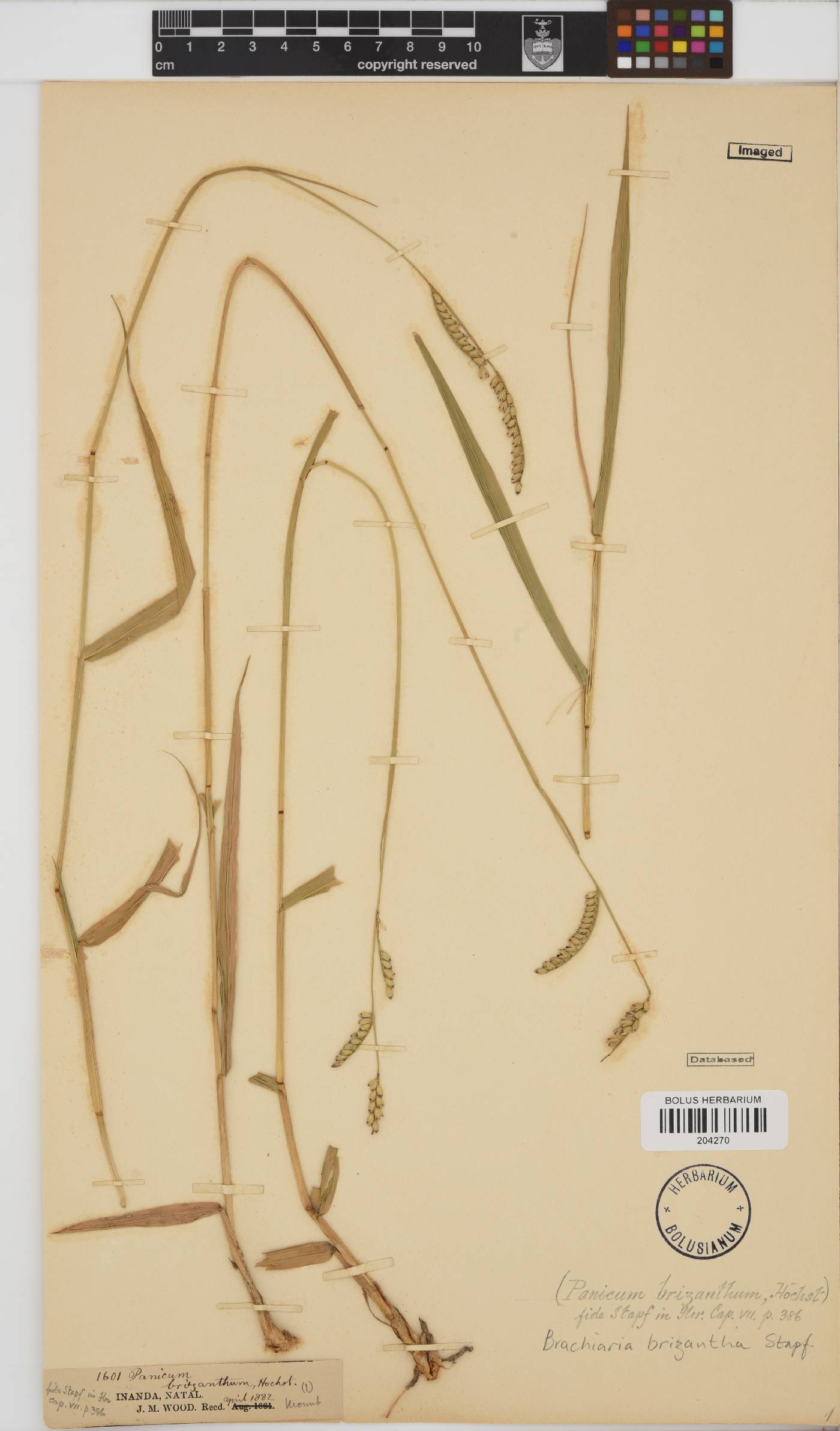 Brachiaria image