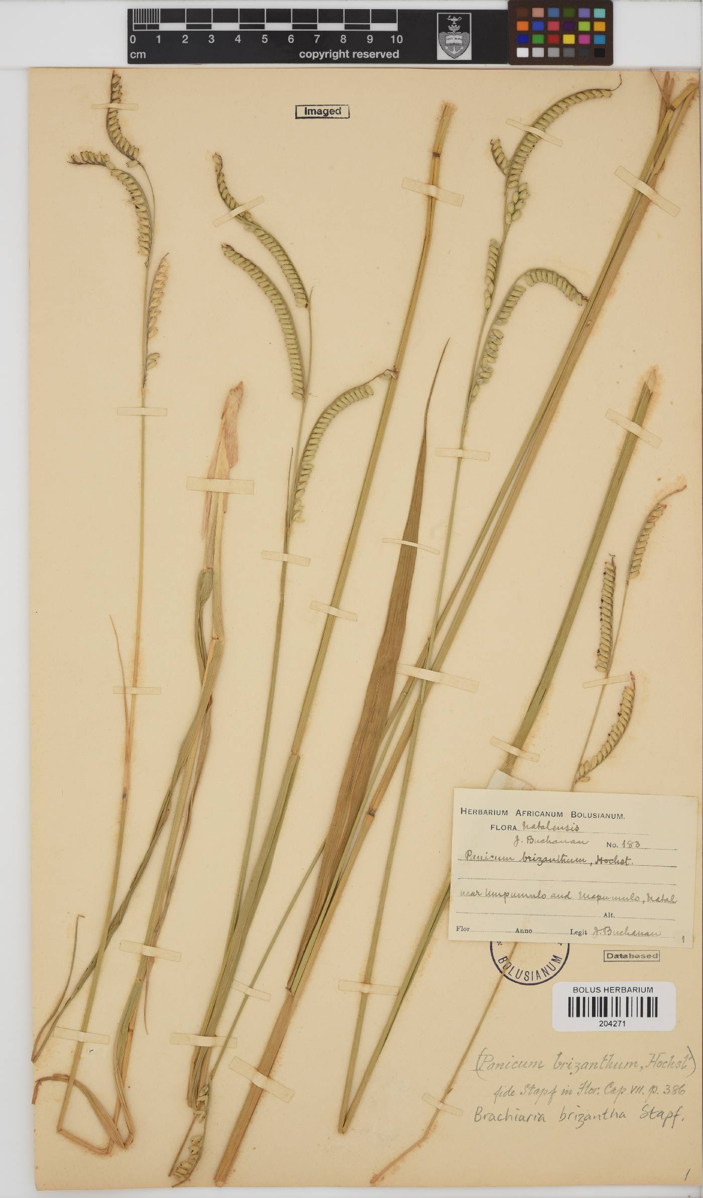 Brachiaria brizantha image