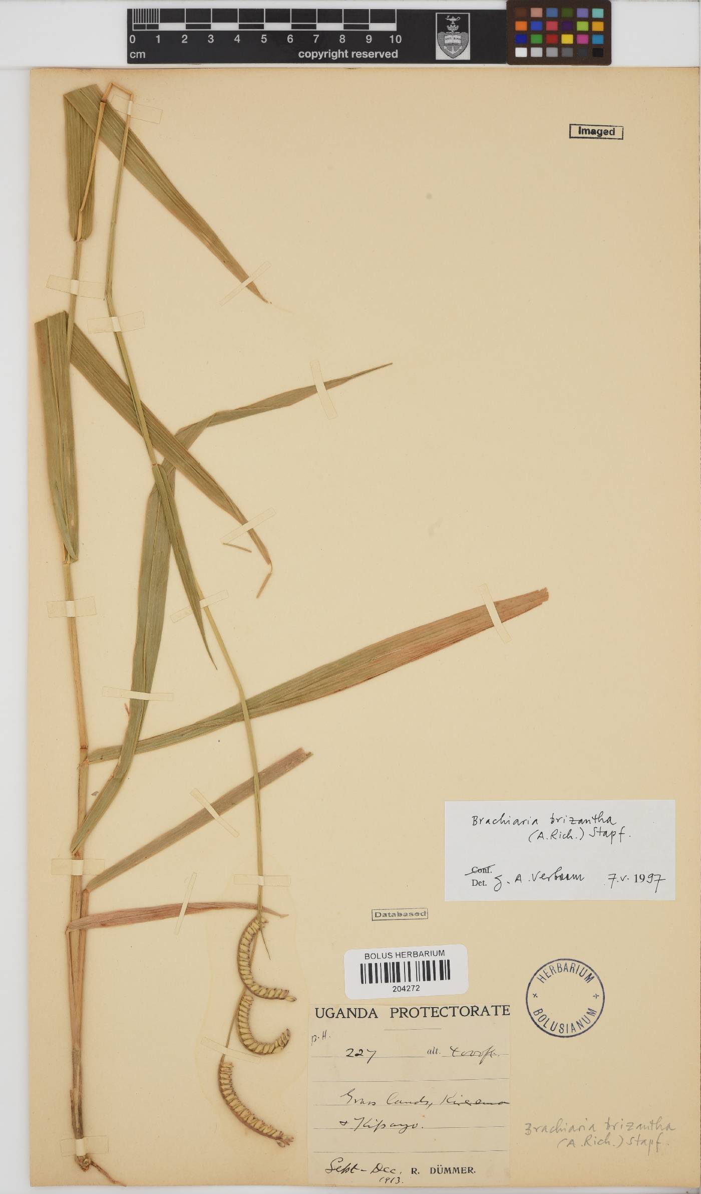 Brachiaria brizantha image