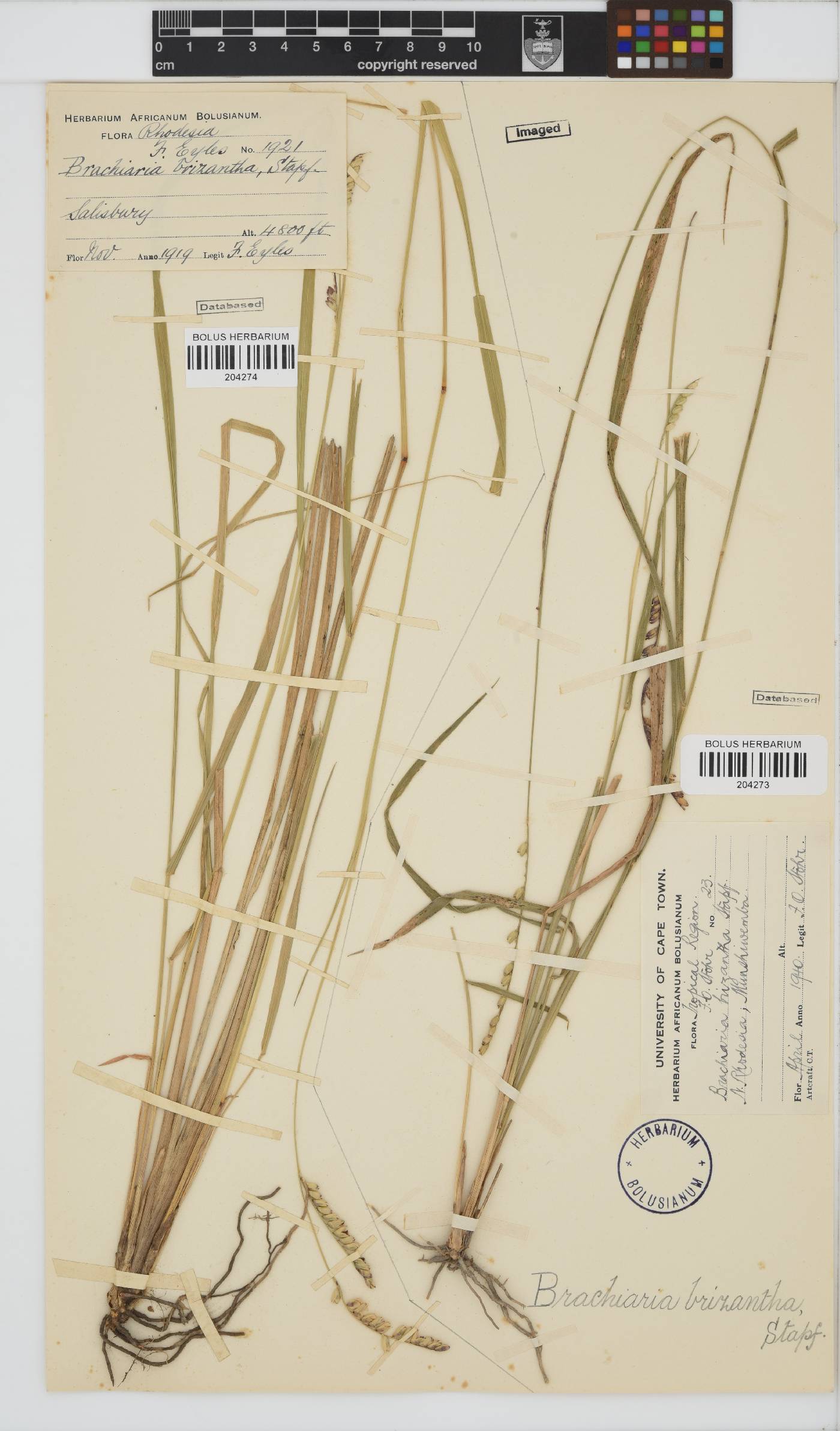 Brachiaria brizantha image