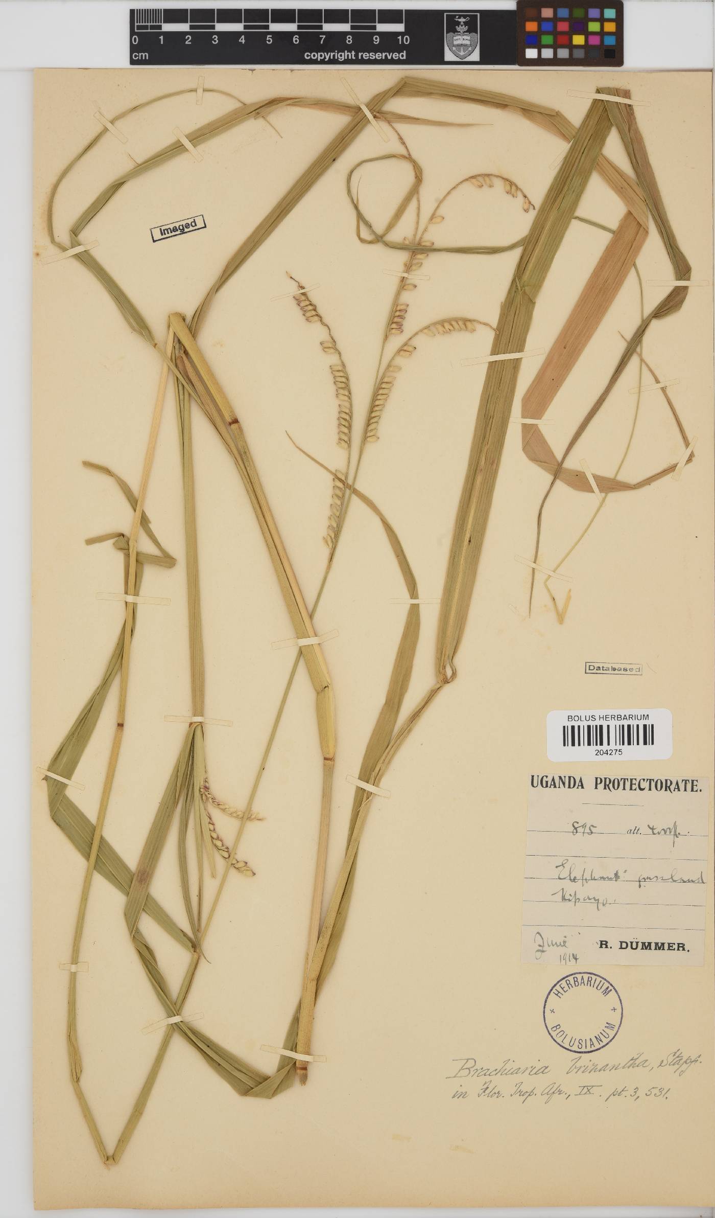 Brachiaria image