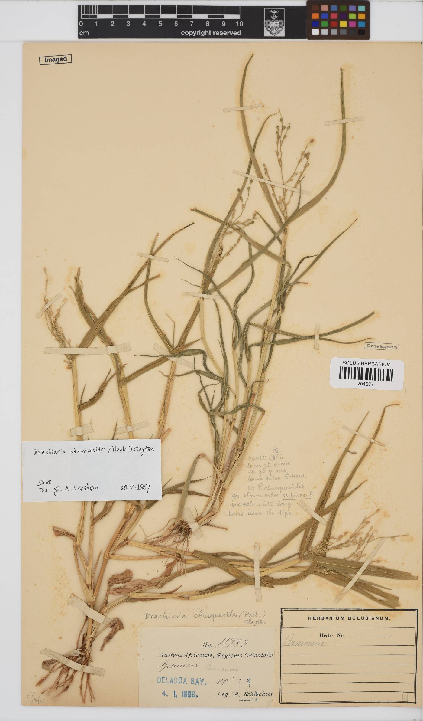 Brachiaria chusqueoides image