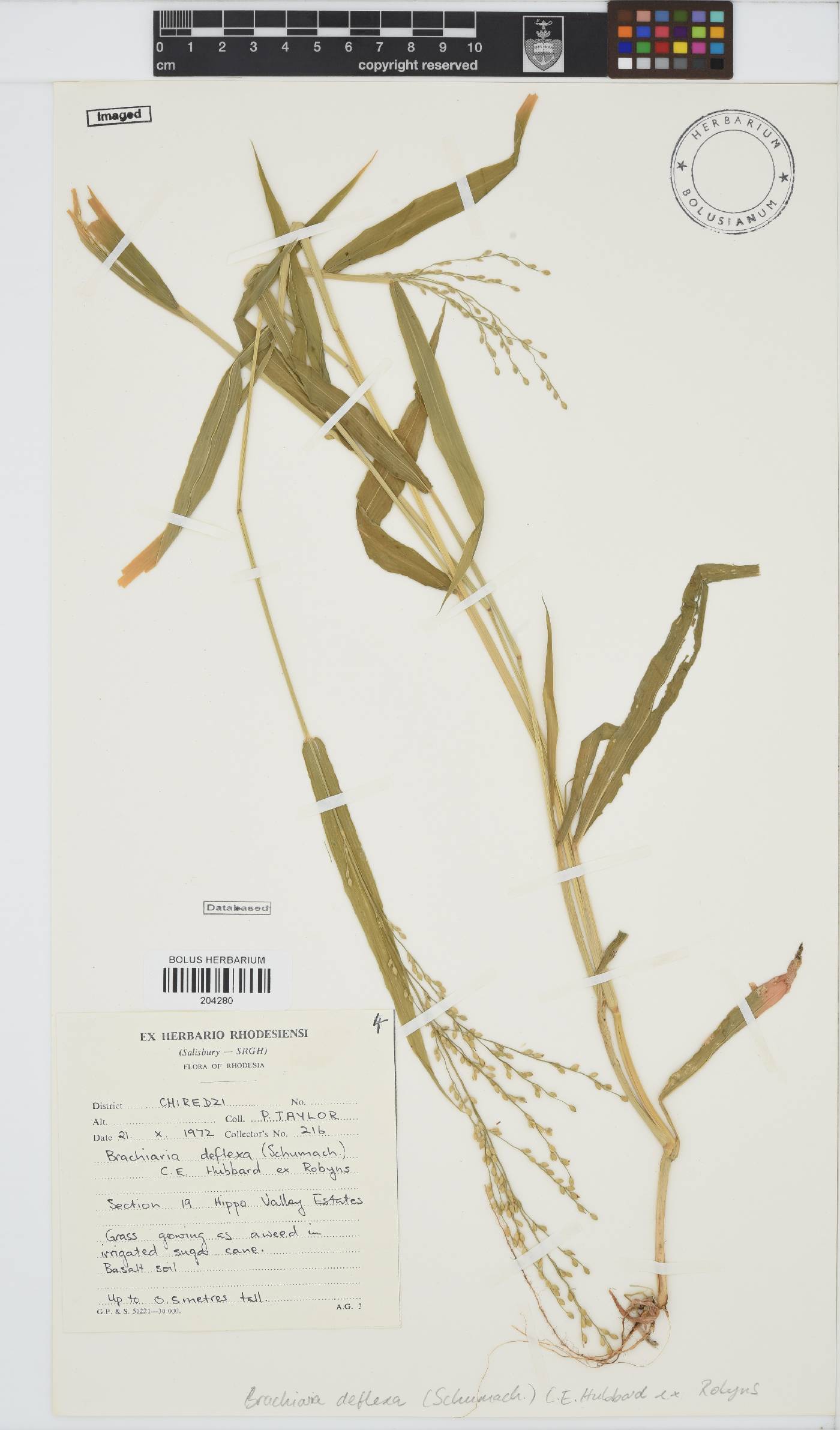 Brachiaria deflexa image