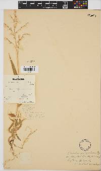 Brachiaria deflexa image