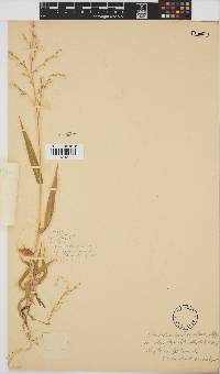 Brachiaria deflexa image