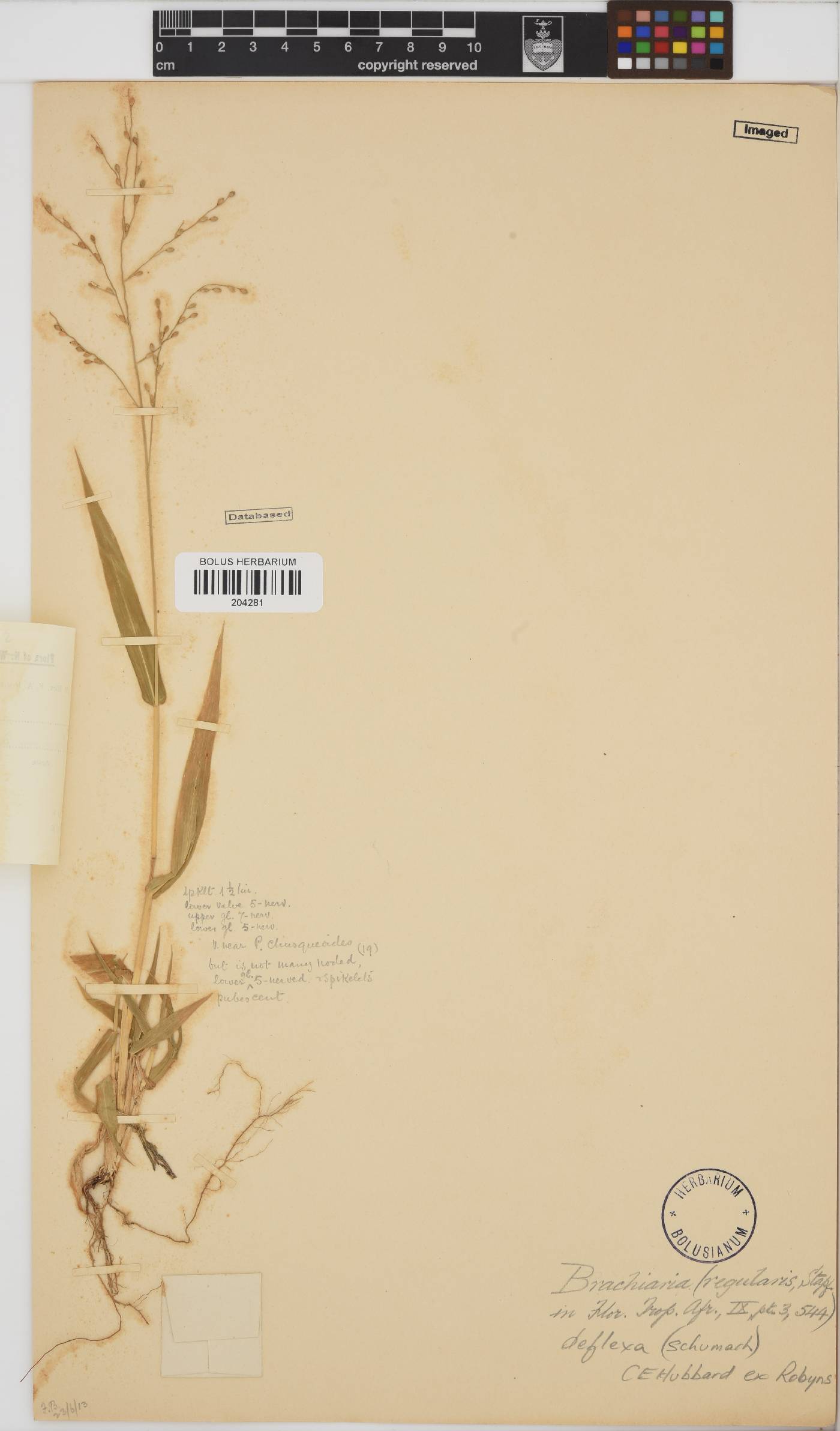 Brachiaria deflexa image