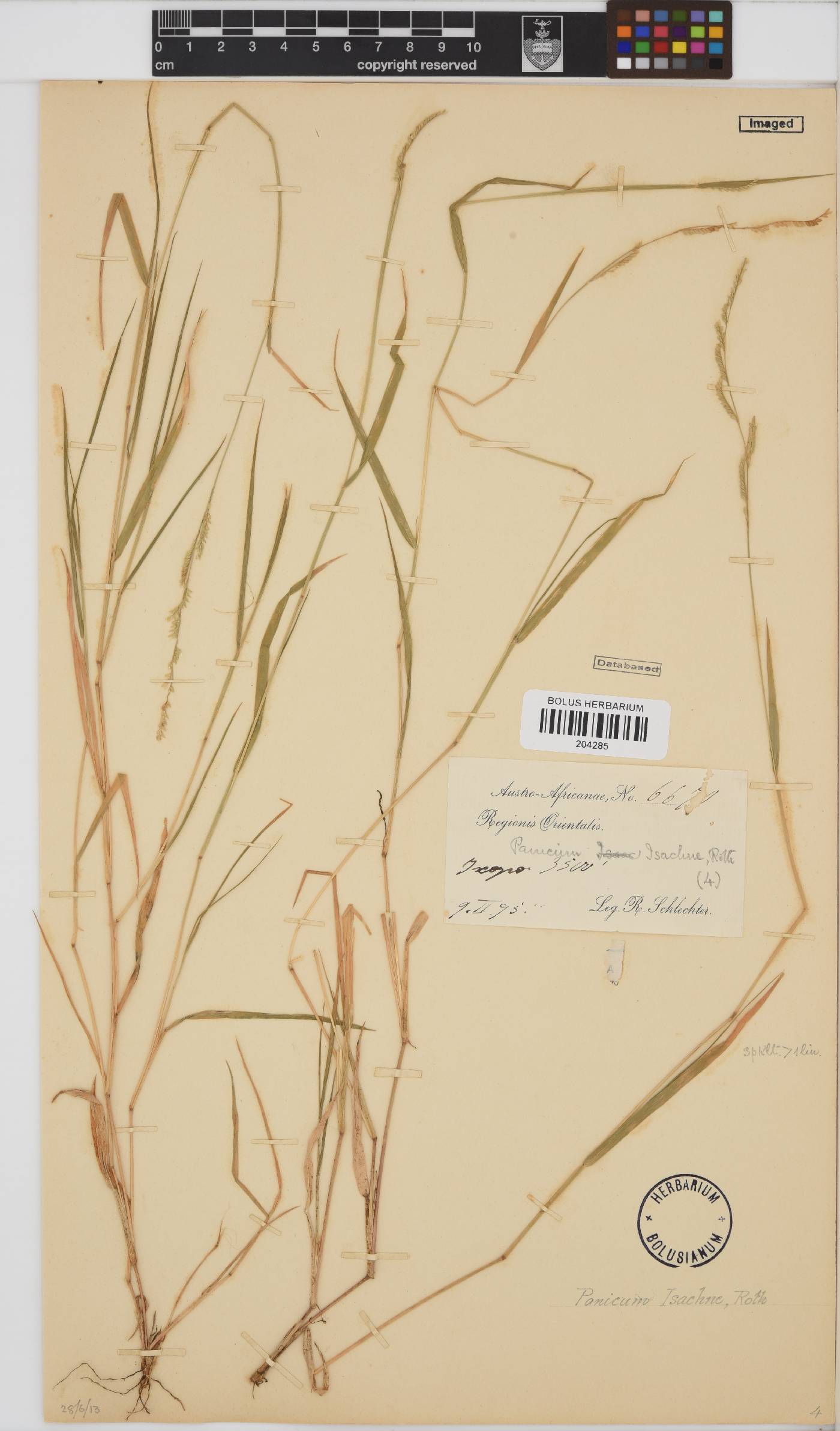 Brachiaria eruciformis image
